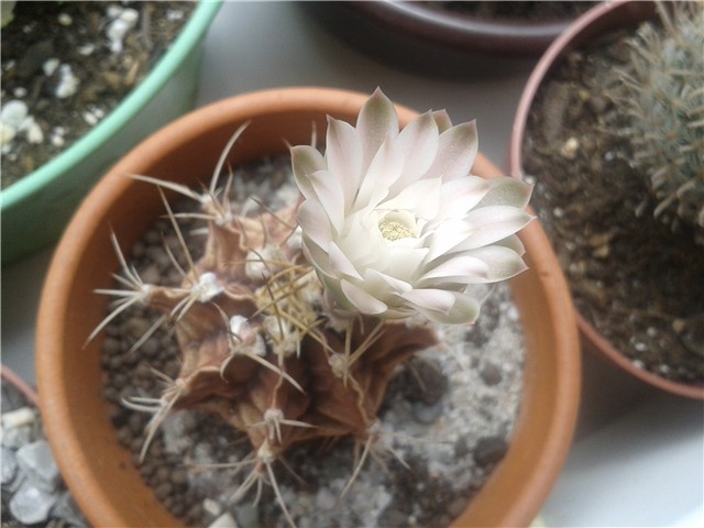 Gymnocalycium mihanovichii